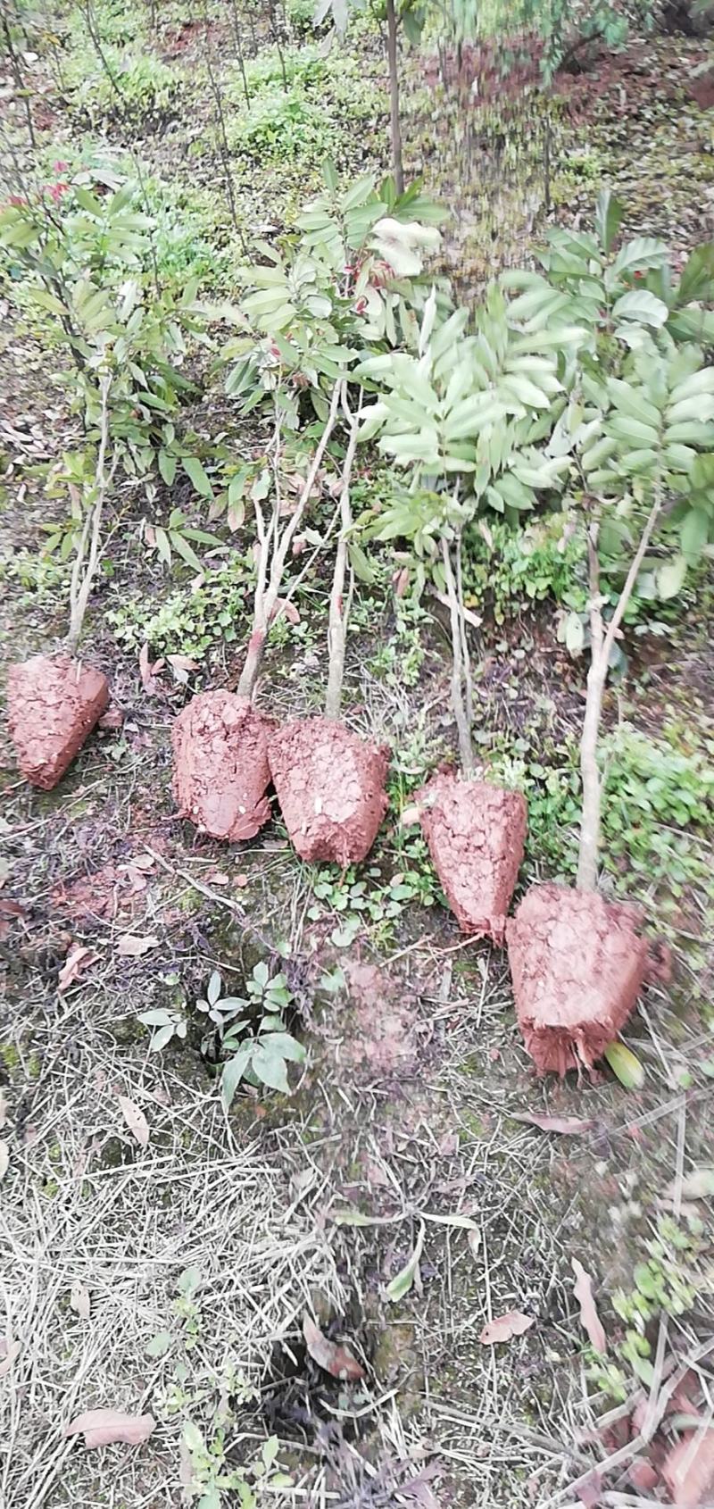 永安_郫都特晚熟桂圆苗，永川龙眼苗，合川特晚熟荔枝苗
