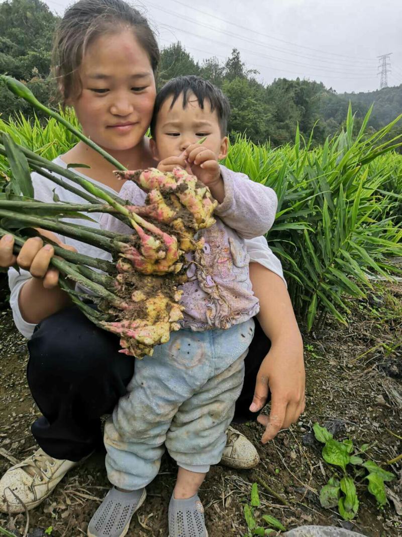 自产自销小黄姜质量保证
