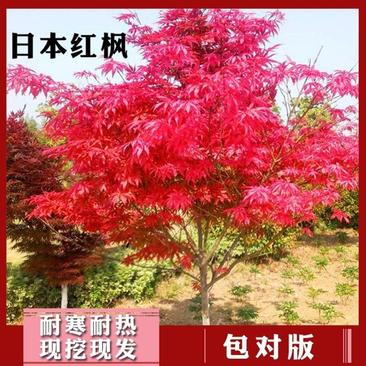 红枫树苗盆栽地栽南北适种耐寒耐旱