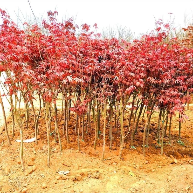 红枫树苗盆栽地栽南北适种耐寒耐旱