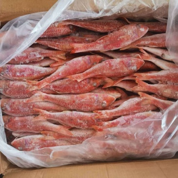 红娘鱼（鲱鲤），常年现货，漂亮！发货量请先沟通