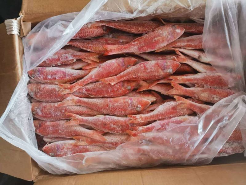 红娘鱼（鲱鲤），常年现货，漂亮！发货量请先沟通
