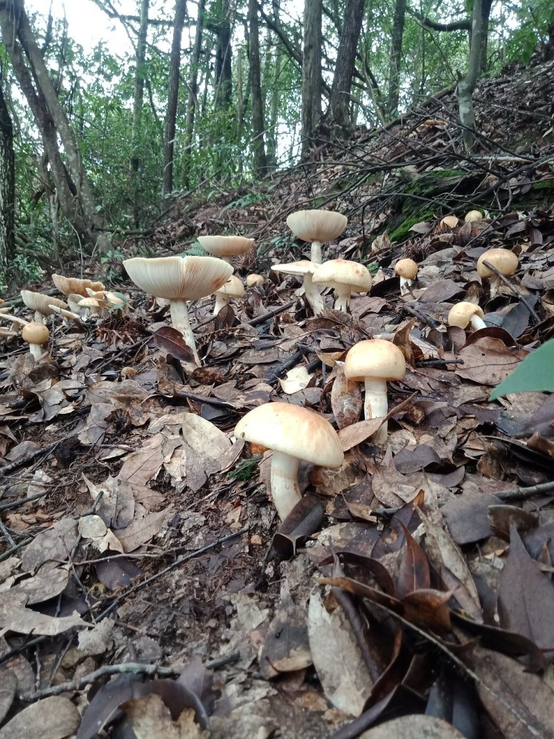 野生菌来自长寿之乡铜鼓县原始森林的野生菌类己晒干的干货