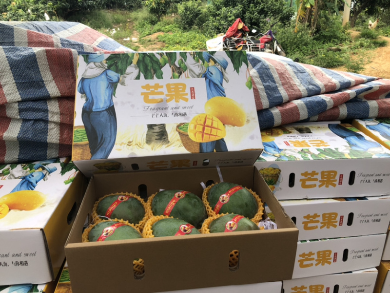 攀枝花特产阳光芒果凯特