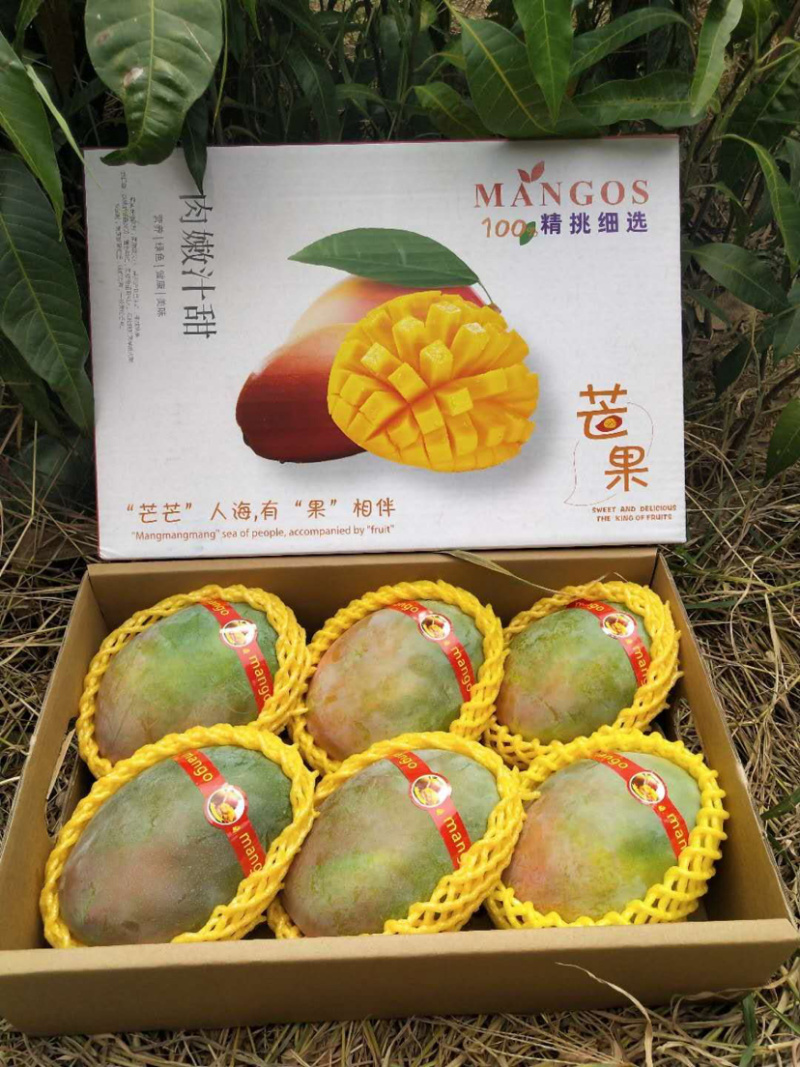 攀枝花特产阳光芒果凯特