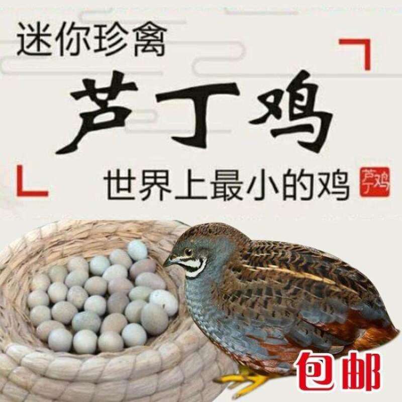 芦丁鸡蛋，商品蛋，吃黑水虻虫的芦丁鸡蛋营养价值高。