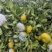 【特早蜜桔】广西蜜桔50-55全国发车,已经上市接受看果