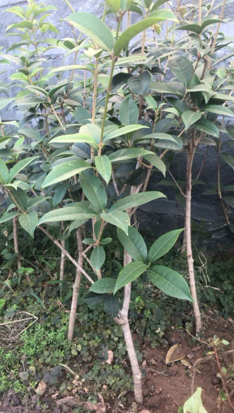 金桂四季桂银桂桂花树苗品种全，现挖现发，成活率高