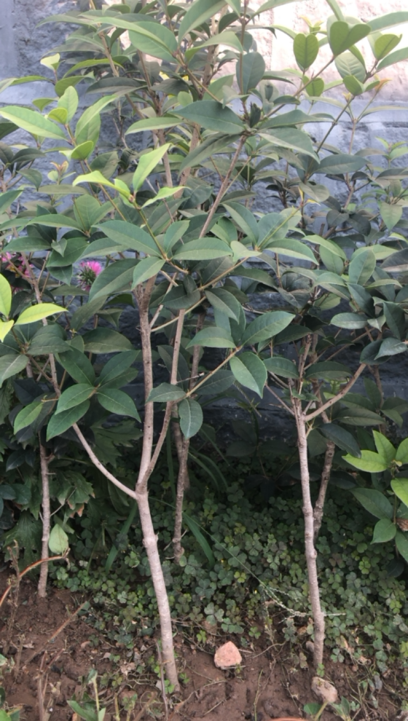 金桂四季桂银桂桂花树苗品种全，现挖现发，成活率高