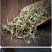 透骨草中药材珍珠透骨草竹格叉吉盖草中药材店铺