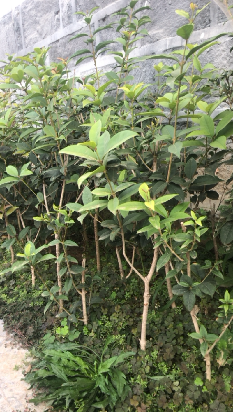 金桂四季桂银桂桂花树苗品种全，现挖现发，成活率高
