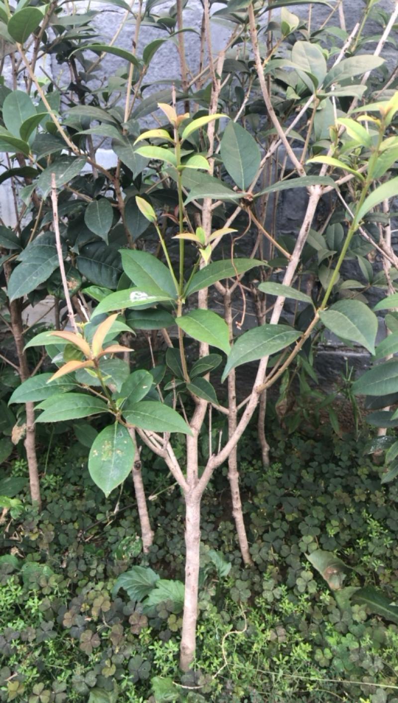 金桂四季桂银桂桂花树苗品种全，现挖现发，成活率高