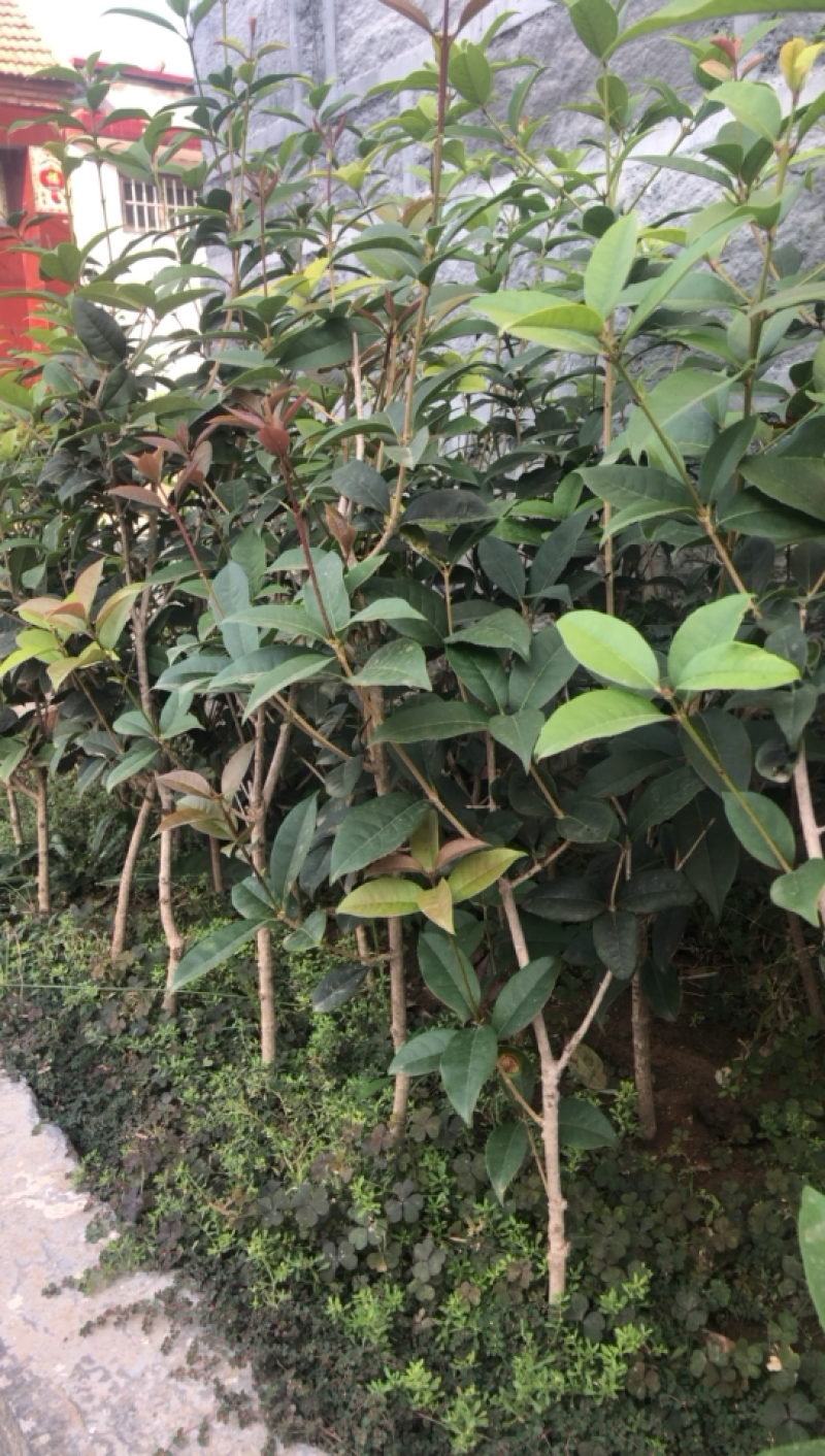 金桂四季桂银桂桂花树苗品种全，现挖现发，成活率高