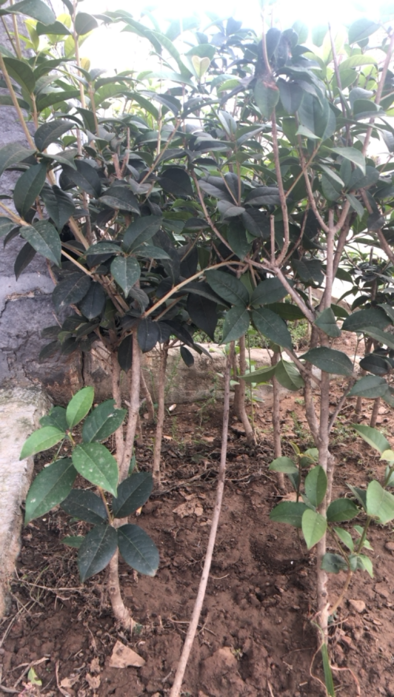 金桂四季桂银桂桂花树苗品种全，现挖现发，成活率高