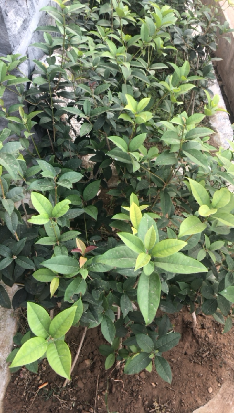 金桂四季桂银桂桂花树苗品种全，现挖现发，成活率高