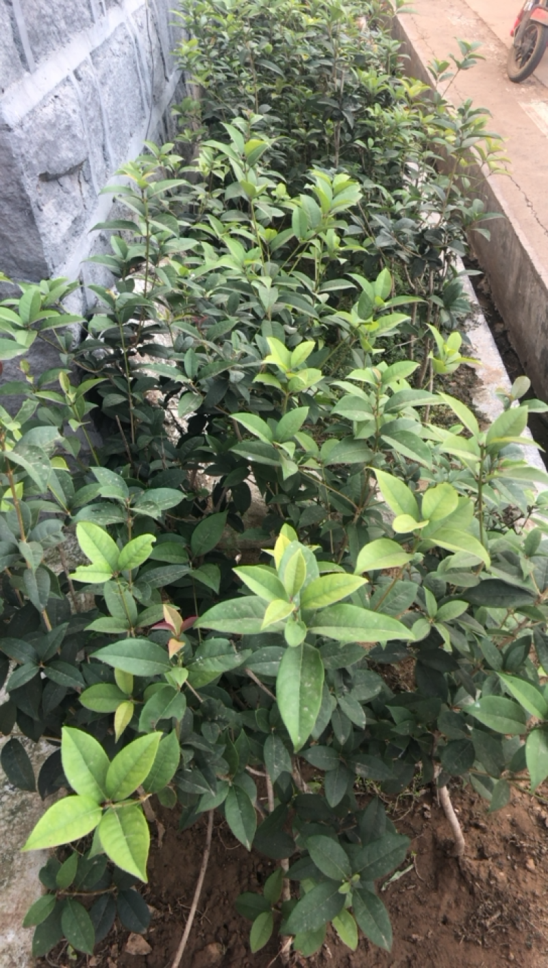 金桂四季桂银桂桂花树苗品种全，现挖现发，成活率高