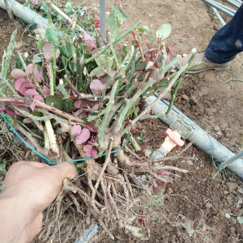 月季大苗一到三年的，有大花月季，丰花月季，欧洲月季，