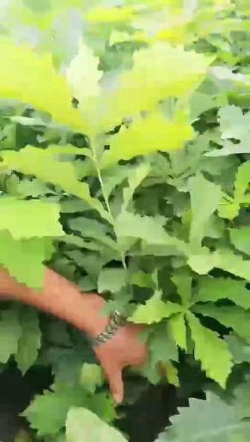 东北橡子批发，蒙古栎批发辽东栎批发零售量大优惠