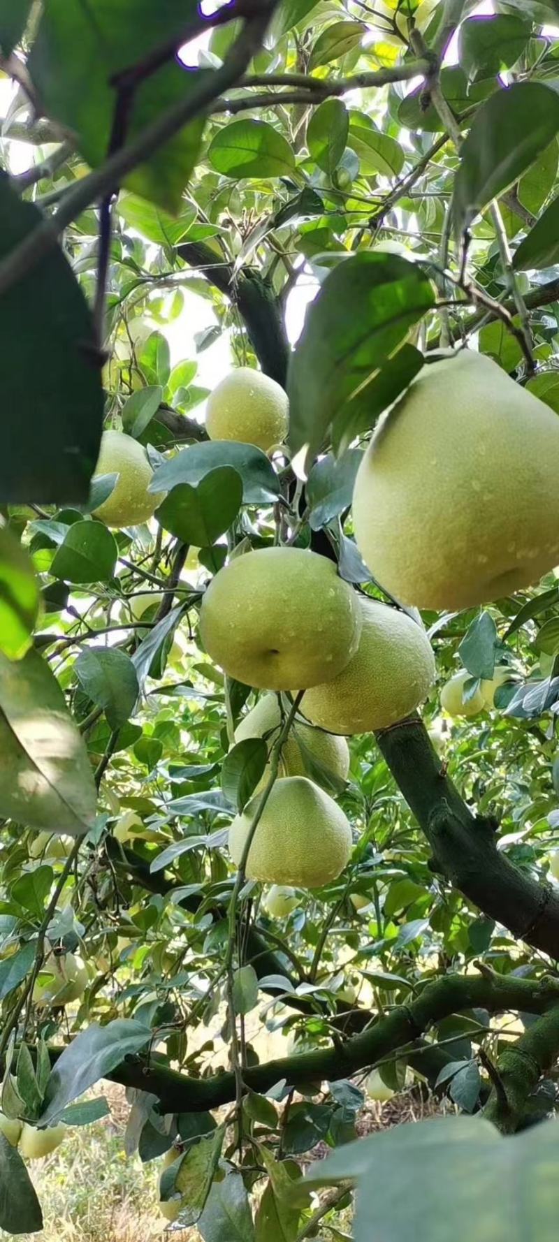 福建莆田仙游度尾老树红心文旦柚，皮薄肉嫩汁多，可代发