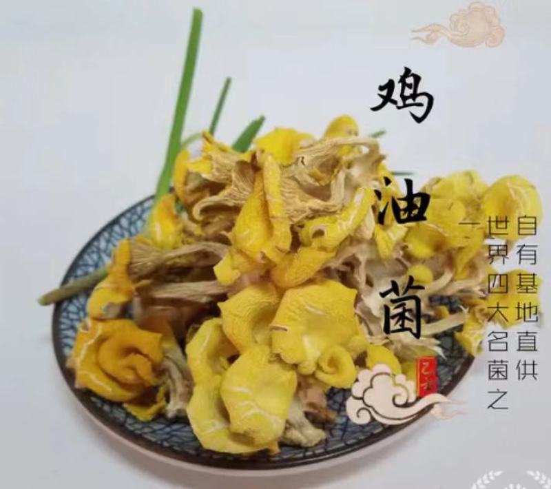【推荐】榆黄蘑姬松茸鸡油菌一手货源原产地供货