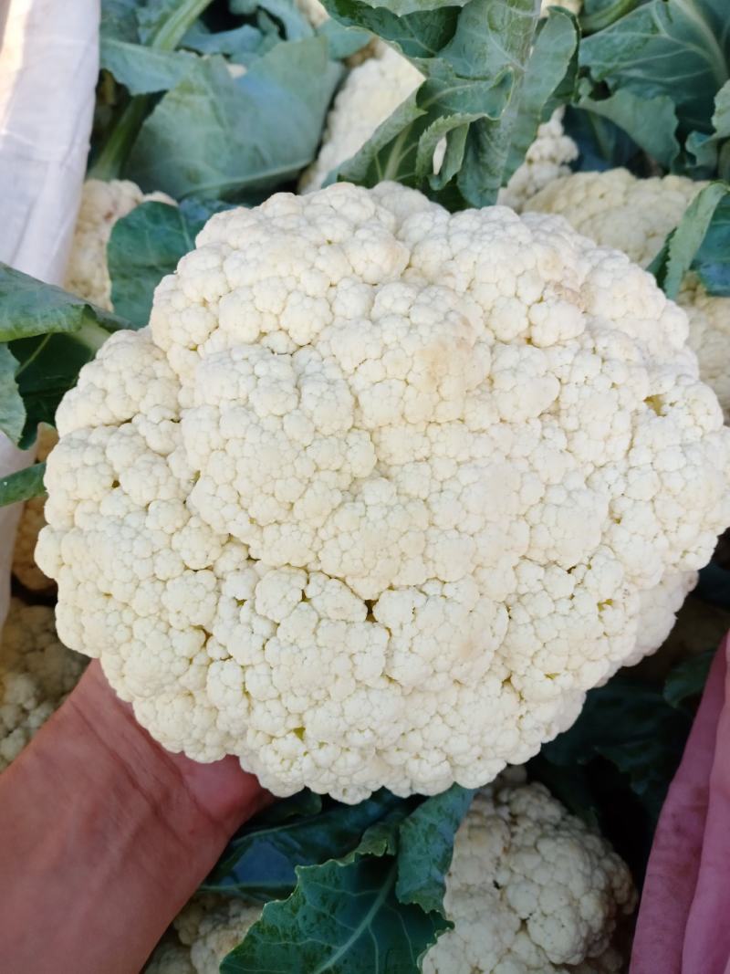 有机花菜，菜花。视频看货，产地直发