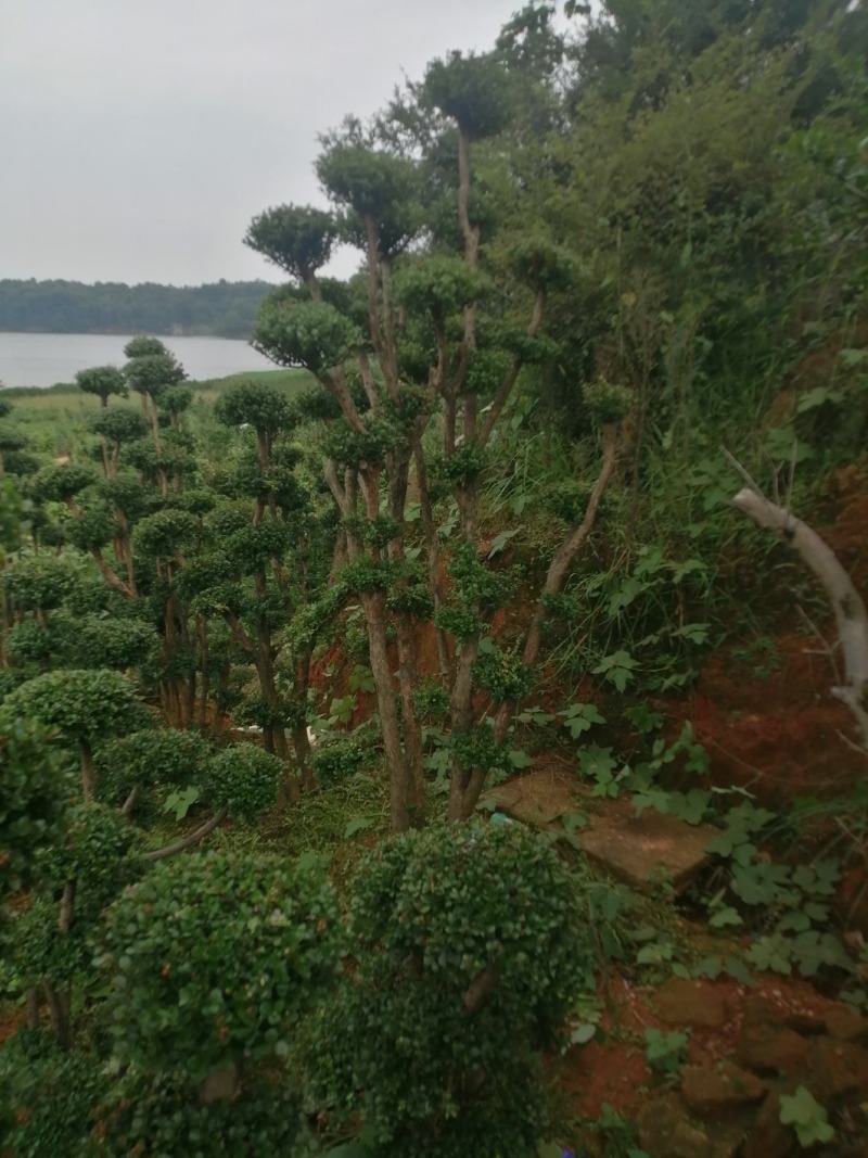 小叶赤楠.批发高桩地景，矮桩
