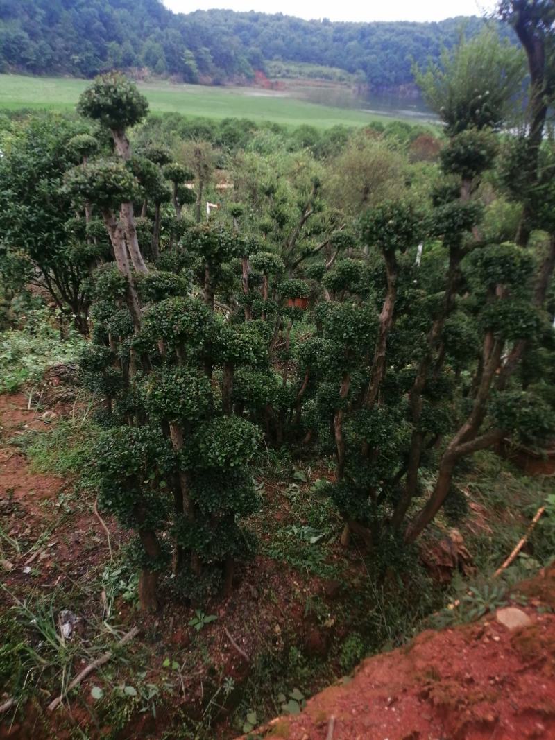 小叶赤楠.批发高桩地景，矮桩