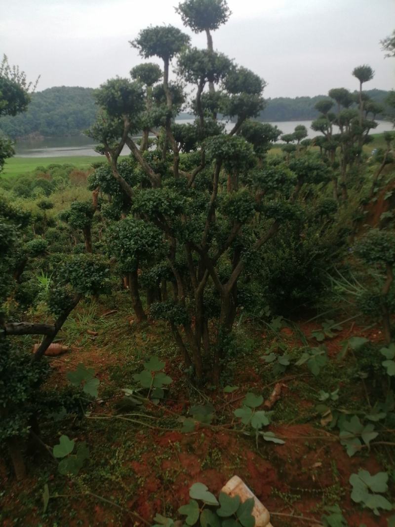 小叶赤楠.批发高桩地景，矮桩