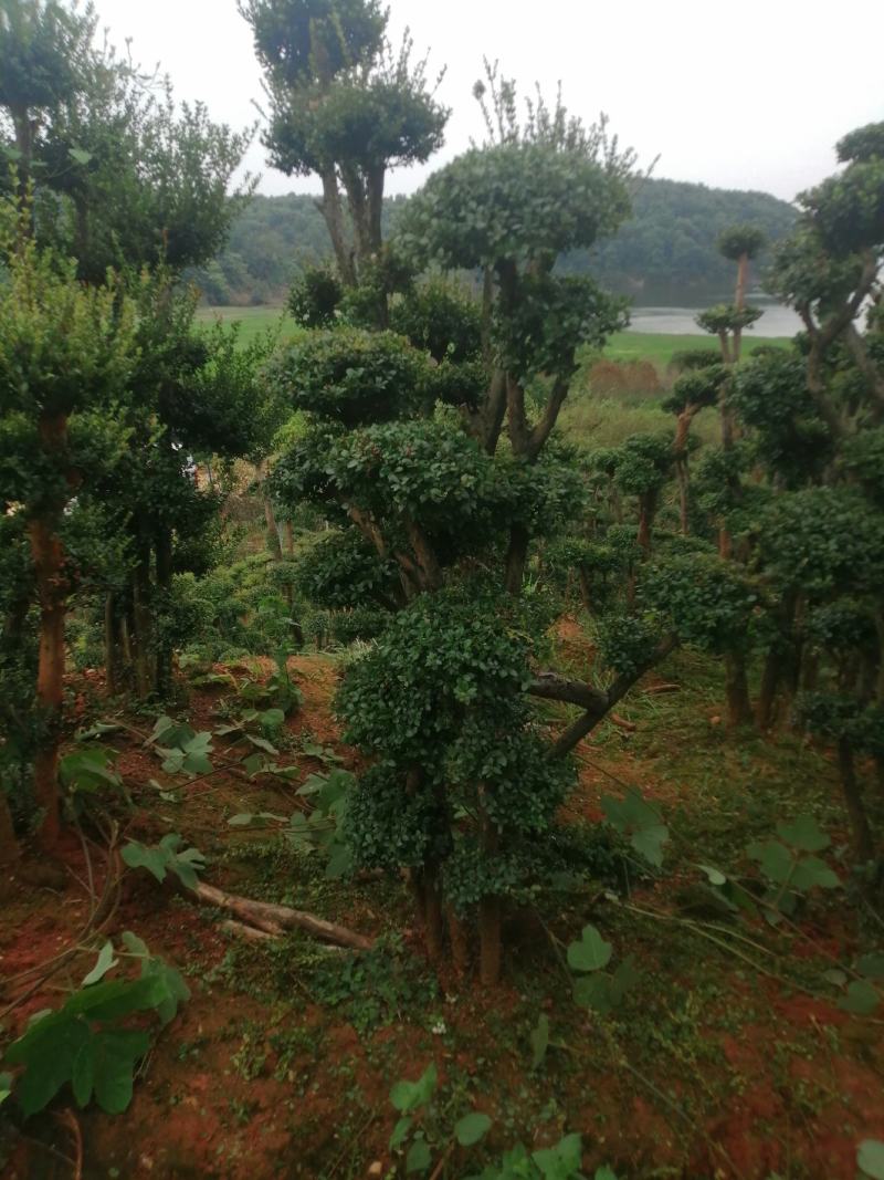 小叶赤楠.批发高桩地景，矮桩