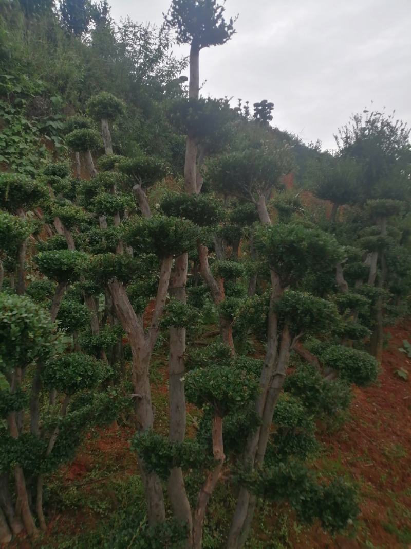 小叶赤楠.批发高桩地景，矮桩