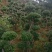 小叶赤楠.批发高桩地景，矮桩