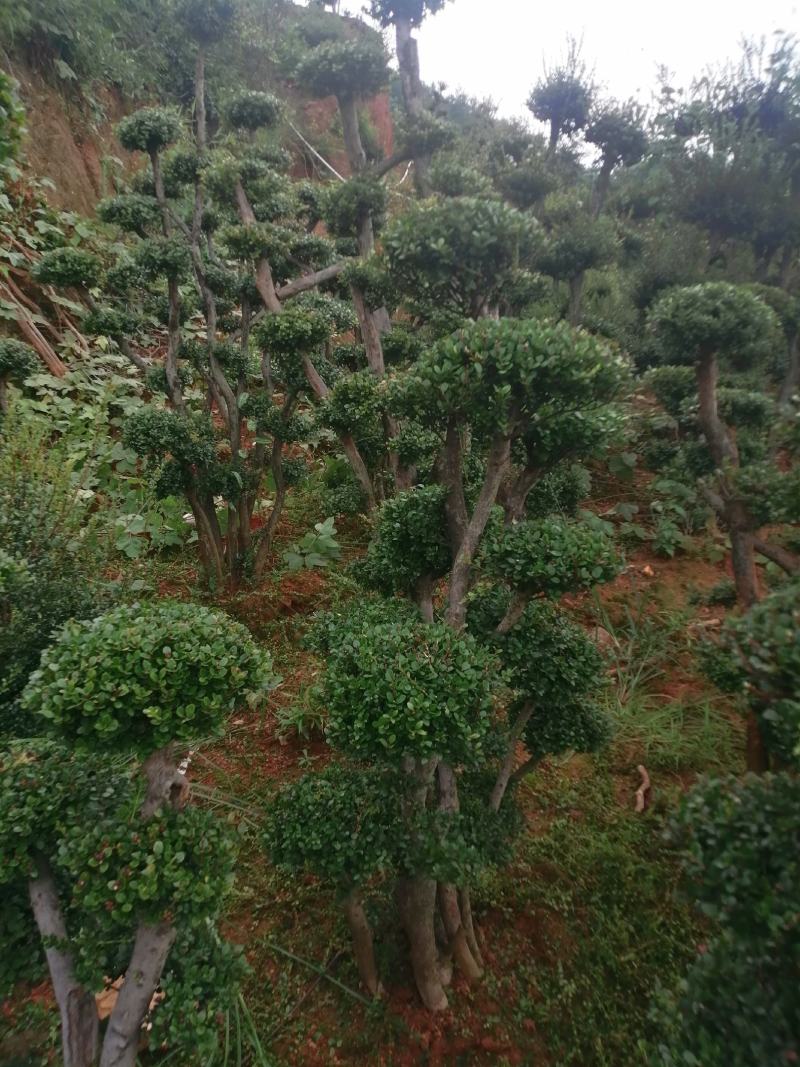 小叶赤楠.批发高桩地景，矮桩