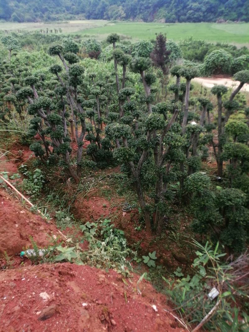 小叶赤楠.批发高桩地景，矮桩