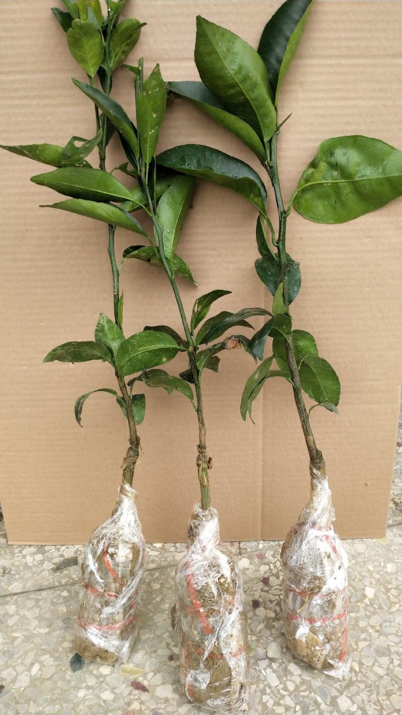 少籽沃柑苗，南方水果种苗，嫁接苗，杯苗，泥头苗