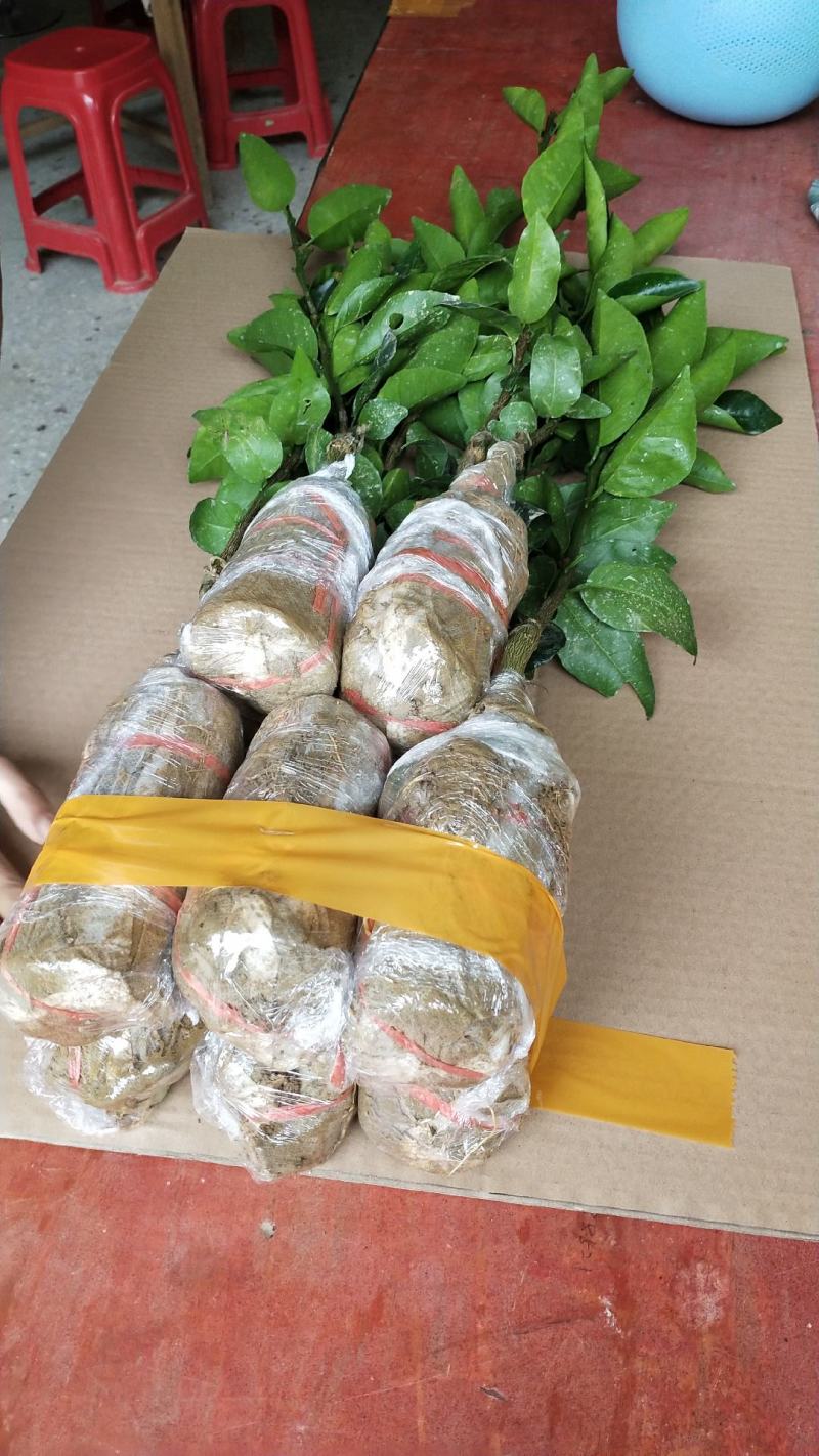 少籽沃柑苗，南方水果种苗，嫁接苗，杯苗，泥头苗