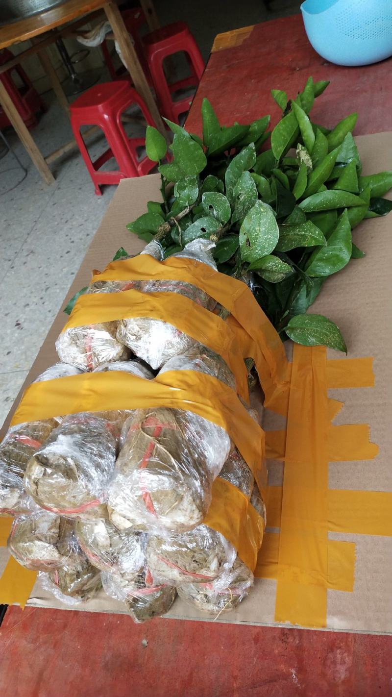 少籽沃柑苗，南方水果种苗，嫁接苗，杯苗，泥头苗
