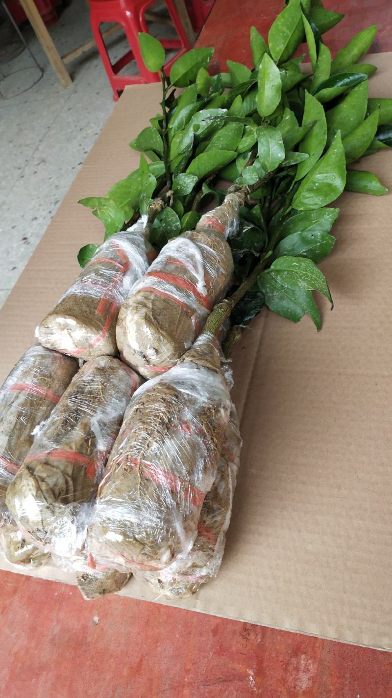 少籽沃柑苗，南方水果种苗，嫁接苗，杯苗，泥头苗