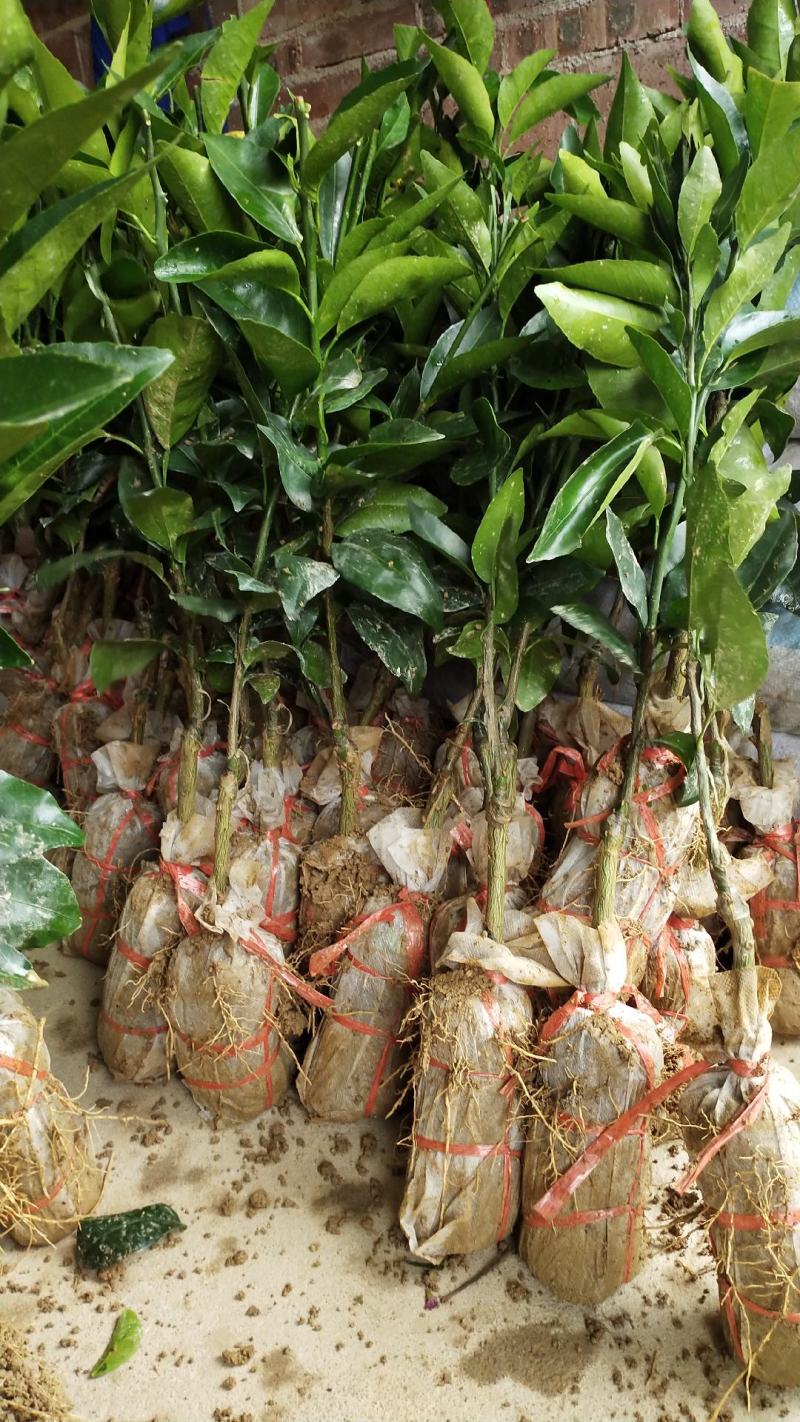 少籽沃柑苗，南方水果种苗，嫁接苗，杯苗，泥头苗