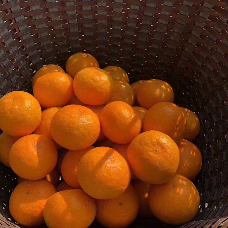 正宗临海涌泉蜜桔果农自产自销批发零售一件代发微商货