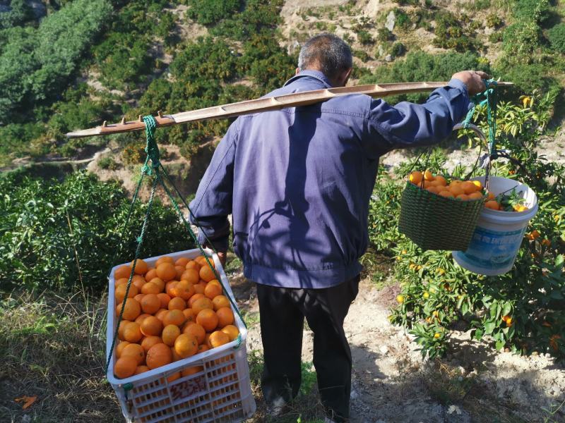 正宗临海涌泉蜜桔果农自产自销批发零售一件代发微商货
