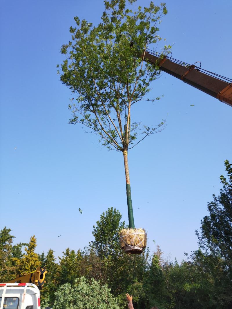 山东国槐基地自产自销供应国槐，树形优美，价格优惠，