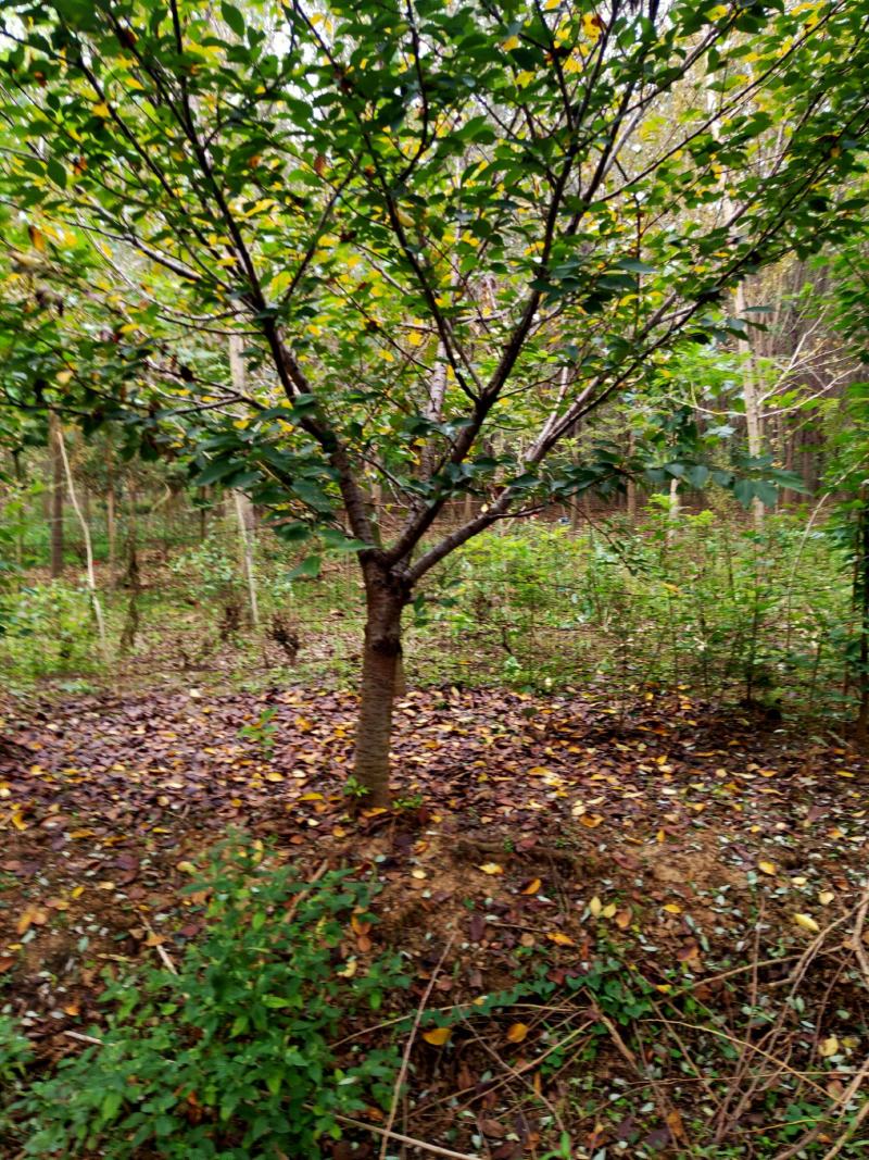 山东樱花基地低价出售10-20公分樱花，基地供应价格优惠