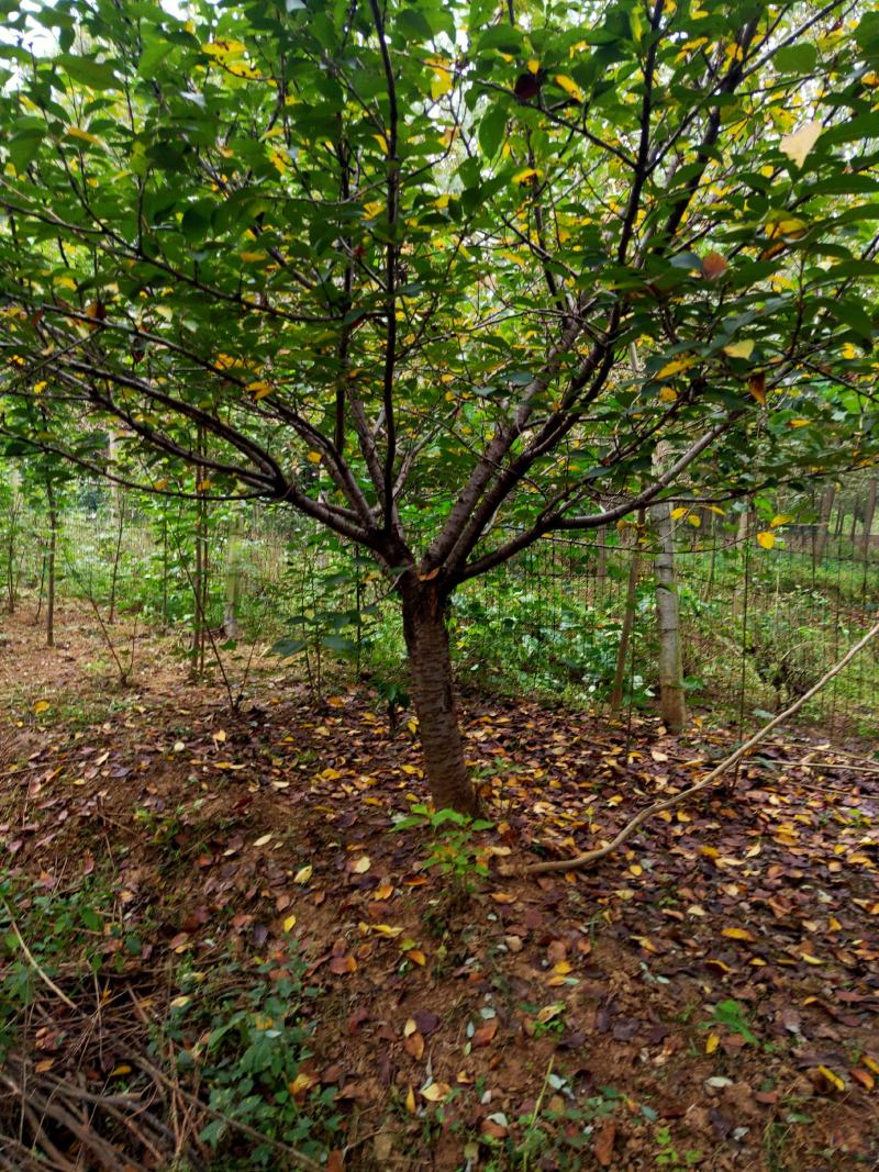 山东樱花基地低价出售10-20公分樱花，基地供应价格优惠