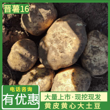 【晋薯16】土豆！黄皮黄心大量上市了，产地供应欢迎采购！
