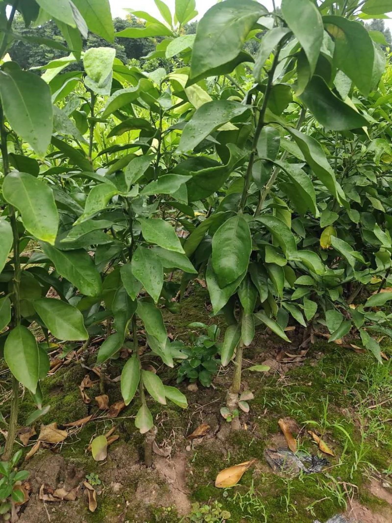 爱媛苗、果冻橙苗爱媛土球苗、红美人柑橘苗假植苗