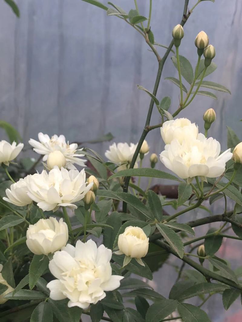 木香黄木香白木香，爬藤植物适合做花墙花架拱门长廊等