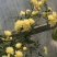 木香黄木香白木香，爬藤植物适合做花墙花架拱门长廊等