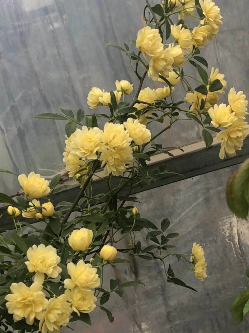 木香黄木香白木香，爬藤植物适合做花墙花架拱门长廊等