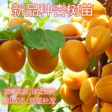 杏树嫁接苗果苗盆栽特大金太阳甜杏北方地栽庭院杏子苗树