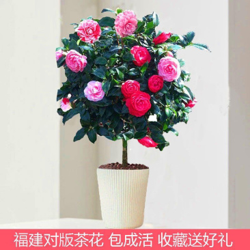 茶花室内室外香妃浓香大花五色赤丹红赤丹四季开包邮